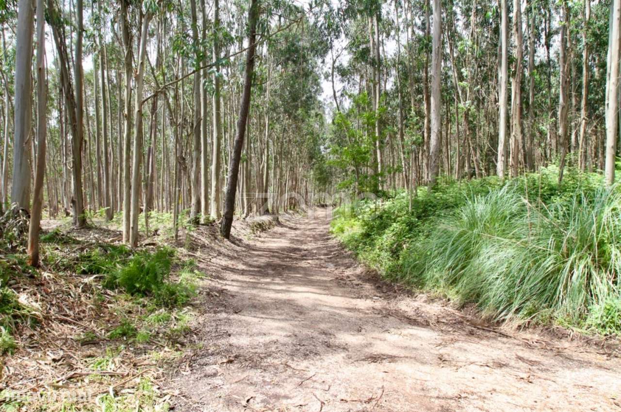 Terreno Florestal - Grande imagem: 5/17