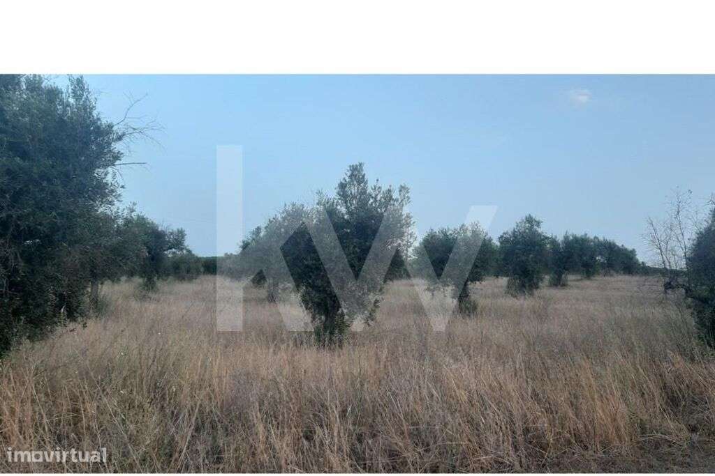 Terreno rústico com plantação de Olival em Avis Portalegre - Grande imagem: 5/10
