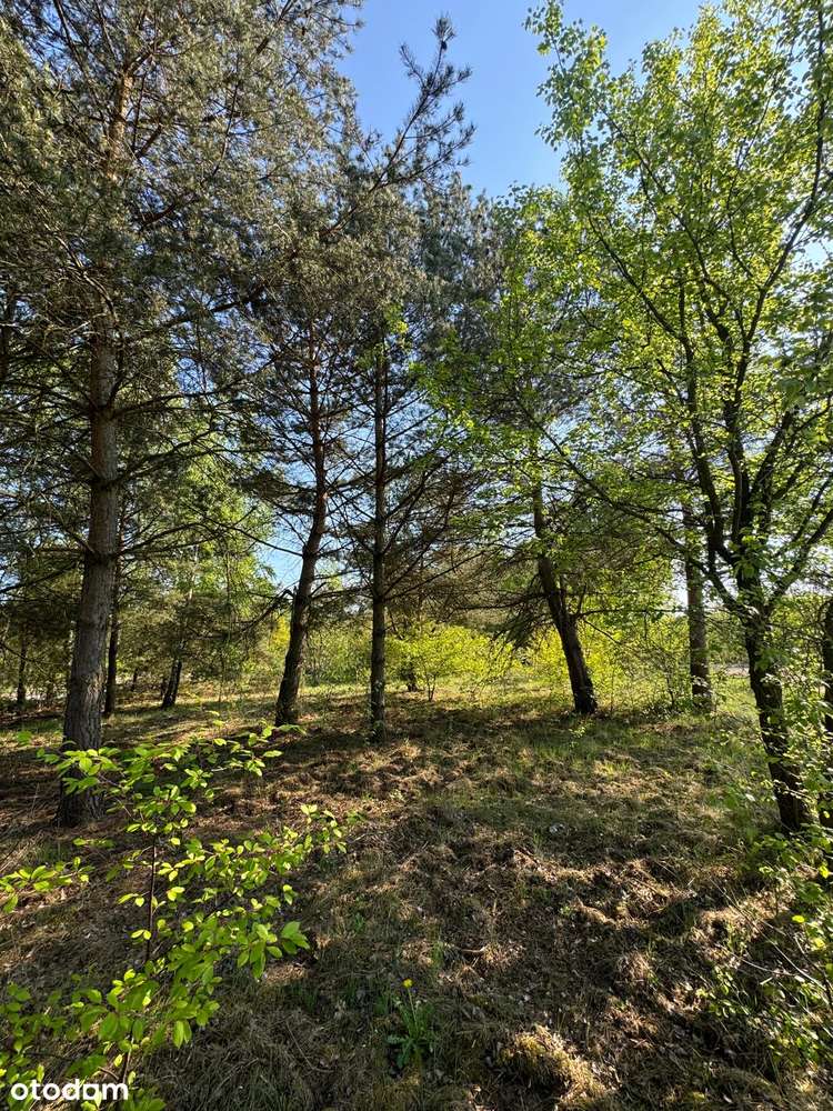 Działki budowlane. Słubica. Żabia Wola-3