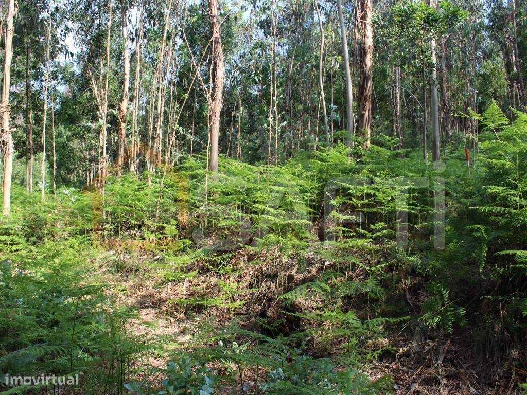 Terreno construtivo - Grande imagem: 4/10