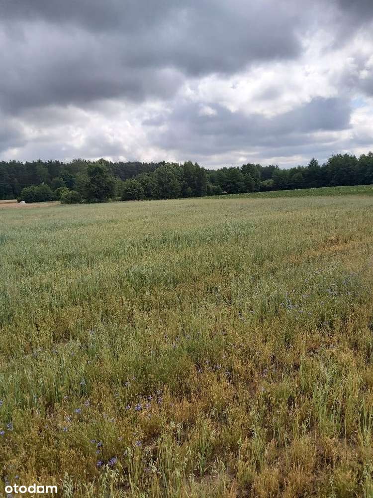 Sprzedam działkę rolną w Gójsku 42900 m2 - Pełny obrazek: 4/13