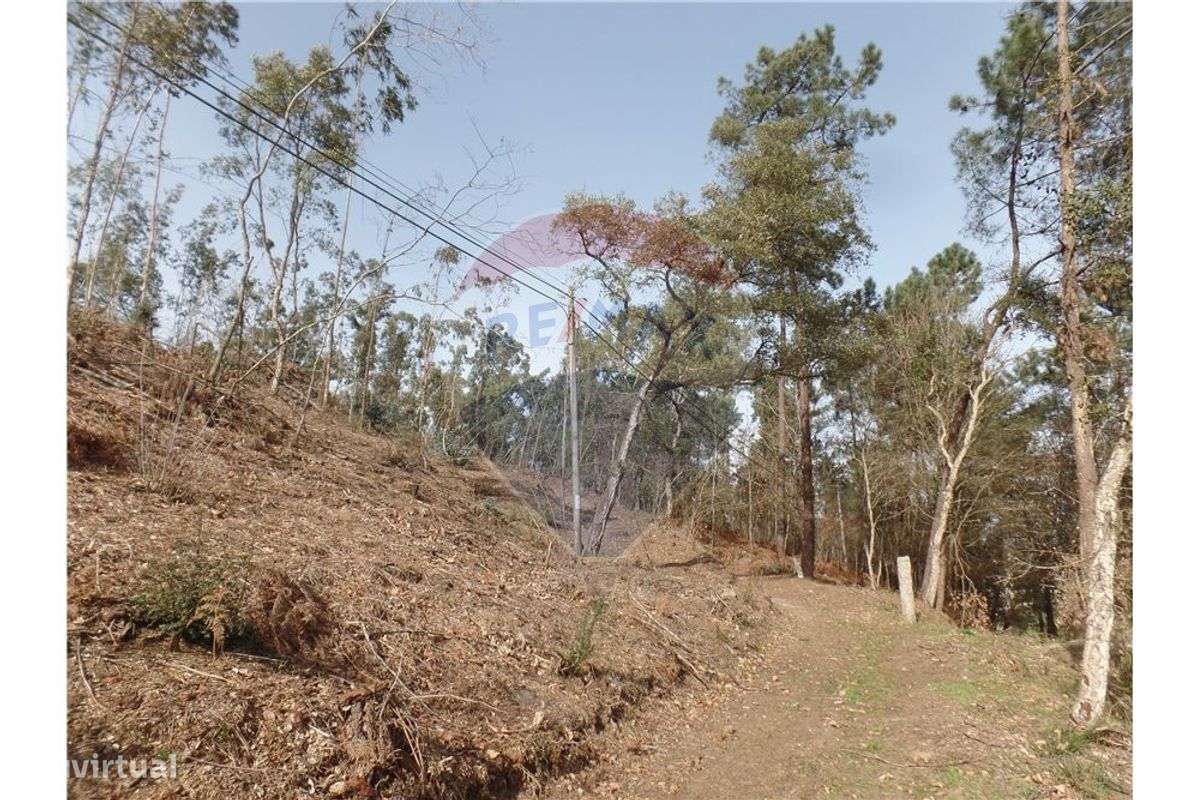 TERRENO FLORESTAL EM ZONA DE IMENSA TRANQUILIDADE - Grande imagem: 4/9