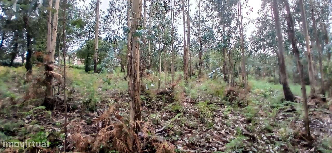 Terreno Rustico para Venda - Carvalhal - Barcelos - Grande imagem: 5/15