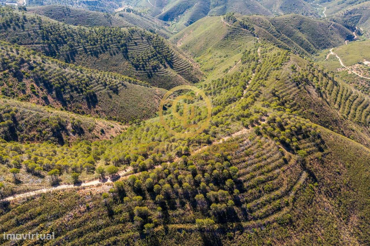Terreno Rústico de 89 Hectares - Cachopo, Tavira - Grande imagem: 4/32