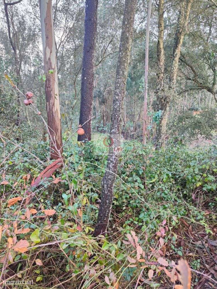 Terreno com viabilidade de construção em Malhapão - Grande imagem: 4/14