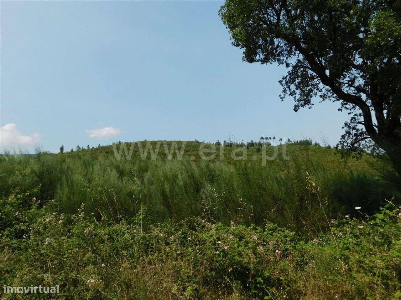 Terreno com ruina / Covilhã, Barco e Coutada - Grande imagem: 5/6