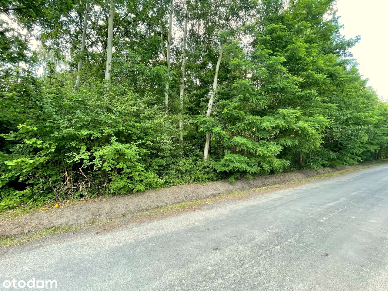 Szczęsne. Działka leśna z dużym potencjałem.-7