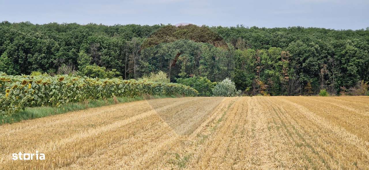 DE VANZARE Teren agricol 4500mp Moara Vlasiei - Imagine principală: 5/5