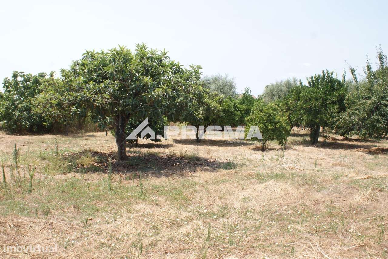 Quinta para Venda em Orca - Fundão-7