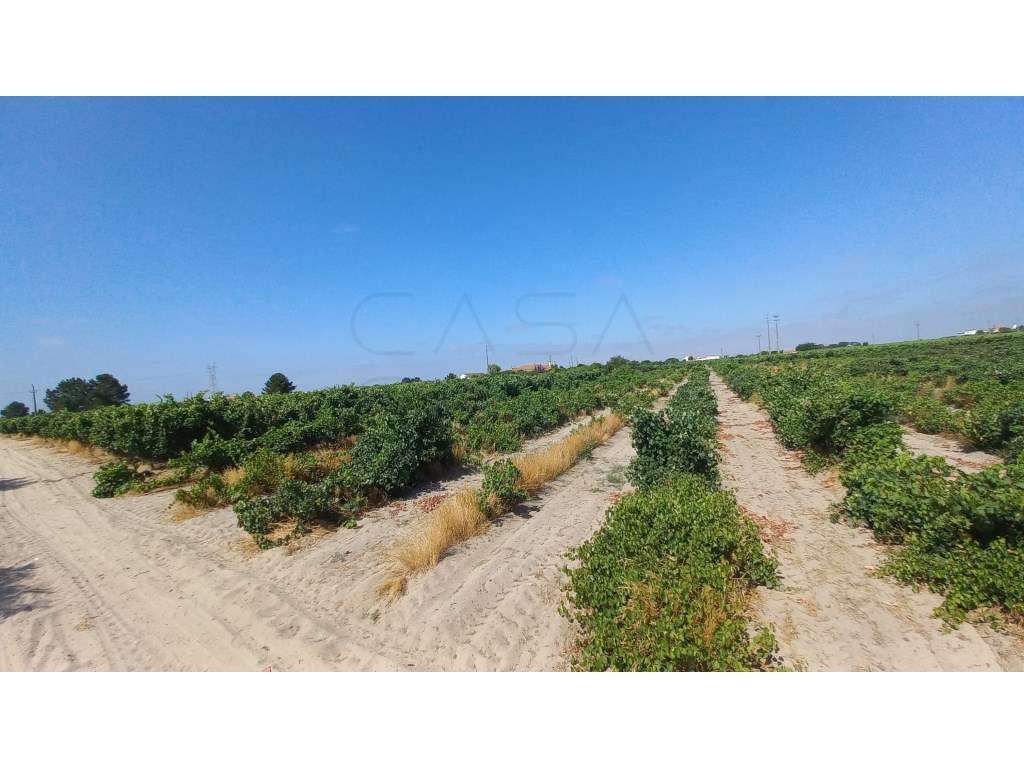 Herdade vinhateira próxima de Setúbal-14