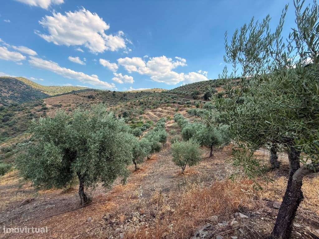 Terreno Agrícola com Oliveiras e Amendoeiras - Vista Deslumbrante p... - Grande imagem: 5/16