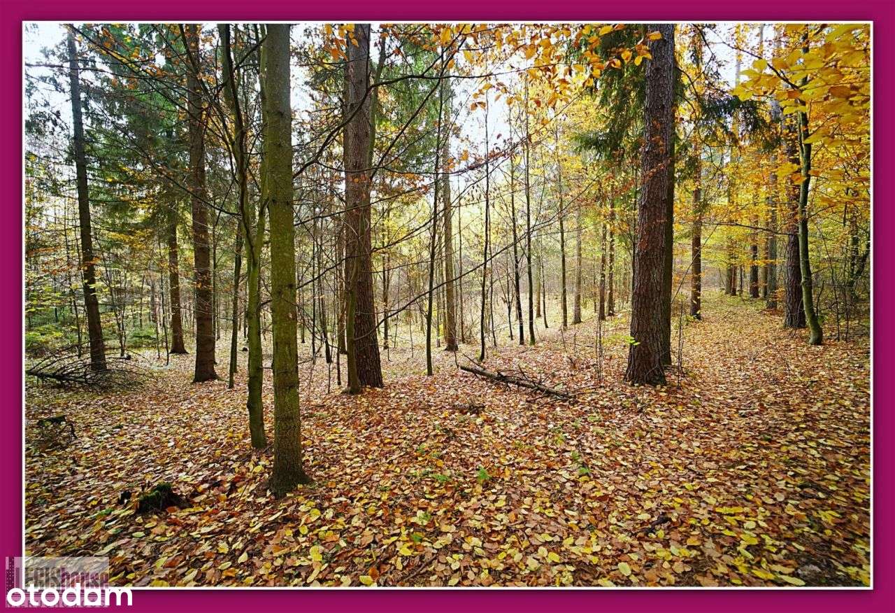 Las 2,2181 Ha*Różnowo*Bogaty Drzewostan*Uzbrojenie-14