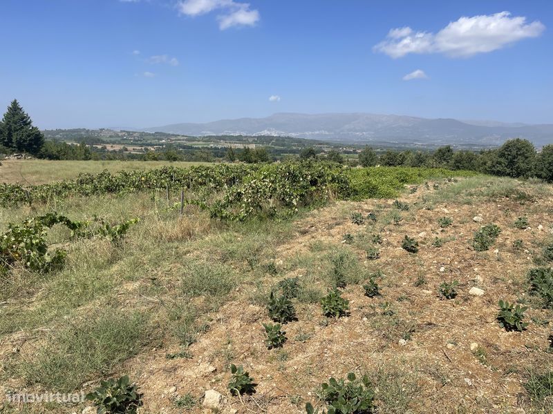 Terreno-Quinta 5 Hectares Vinha Rustico/Urbano - Grande imagem: 1/10