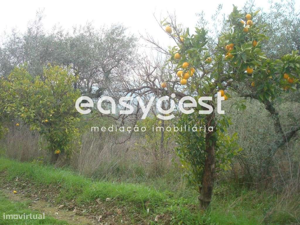 Terreno Rústico na freguesia de Ligares, Freixo de Espada à Cinta - Grande imagem: 4/7