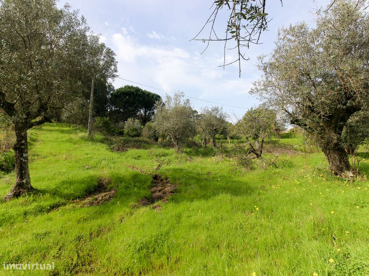 Terreno com cerca de 1 Hectare-5