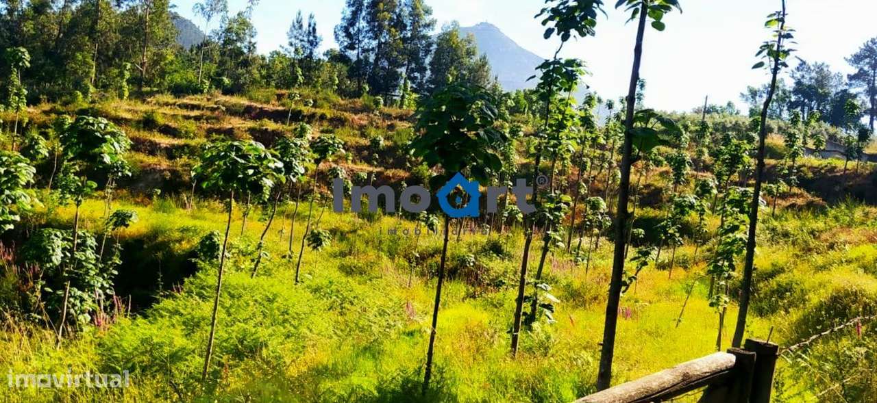 Terreno com nascente de Água!-13