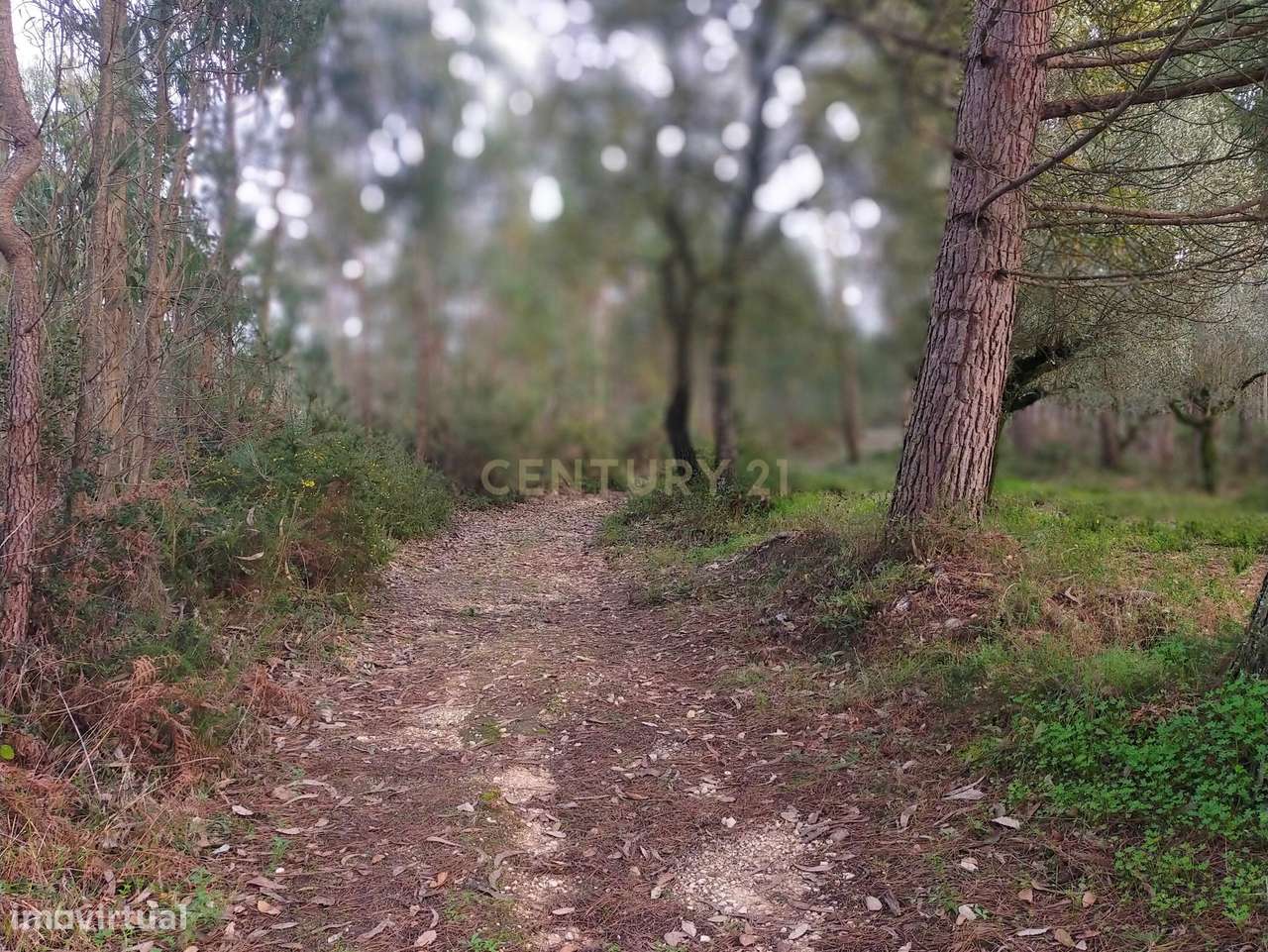 Terreno Rústico com Oliveiras, Leiria - Grande imagem: 5/12