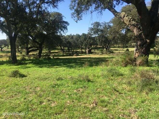 Terreno com área de construção e pista de aviação - Grande imagem: 2/20