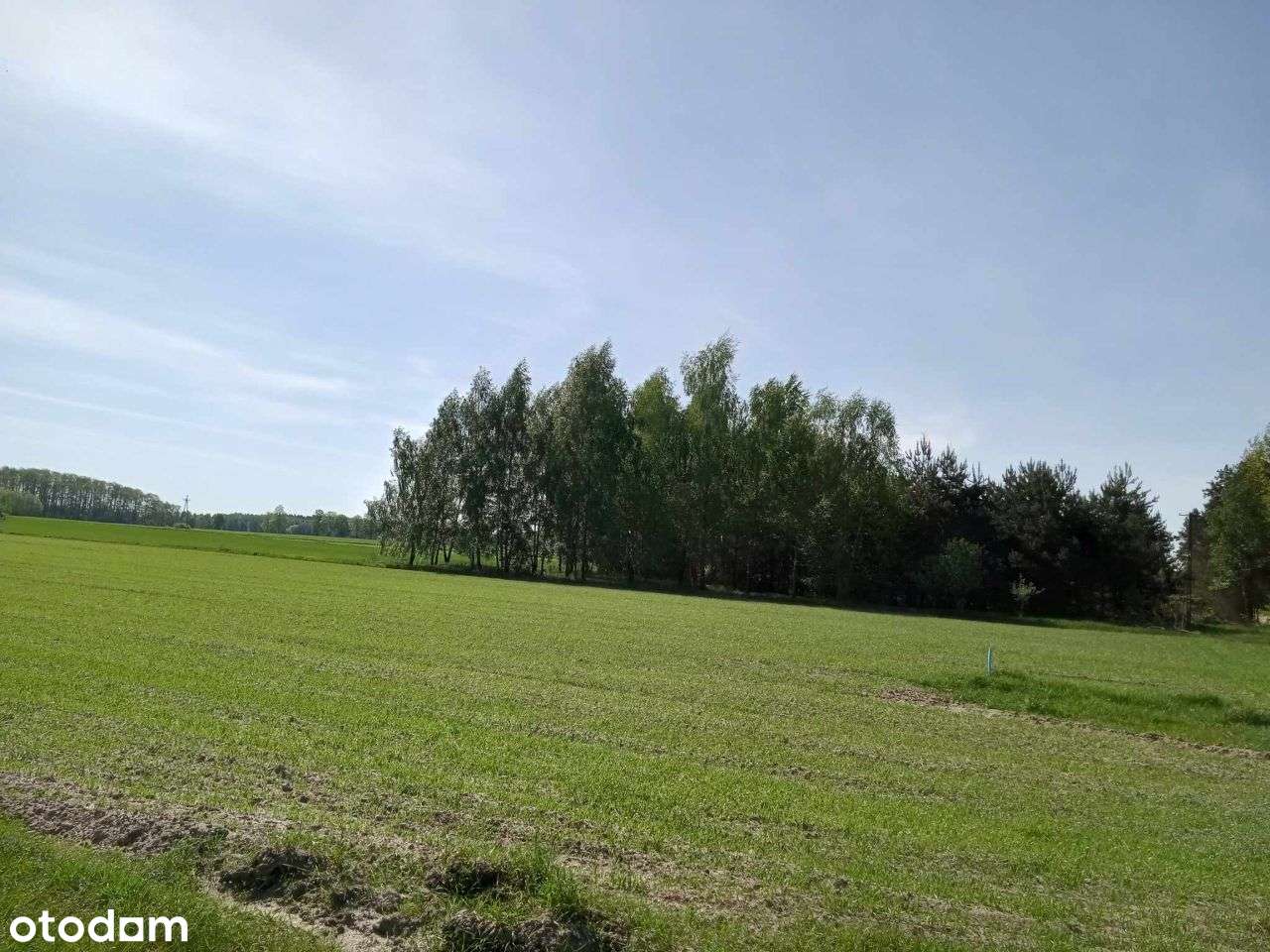 Sprzedam działki budowlane Czarnogłów gm.Dobre-7