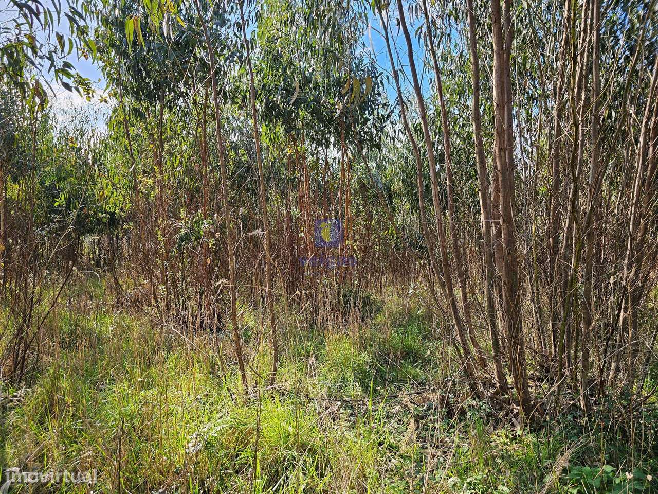 Terreno com uma área generosa de 13.840m2 com plantação de eucaliptos - Grande imagem: 5/11