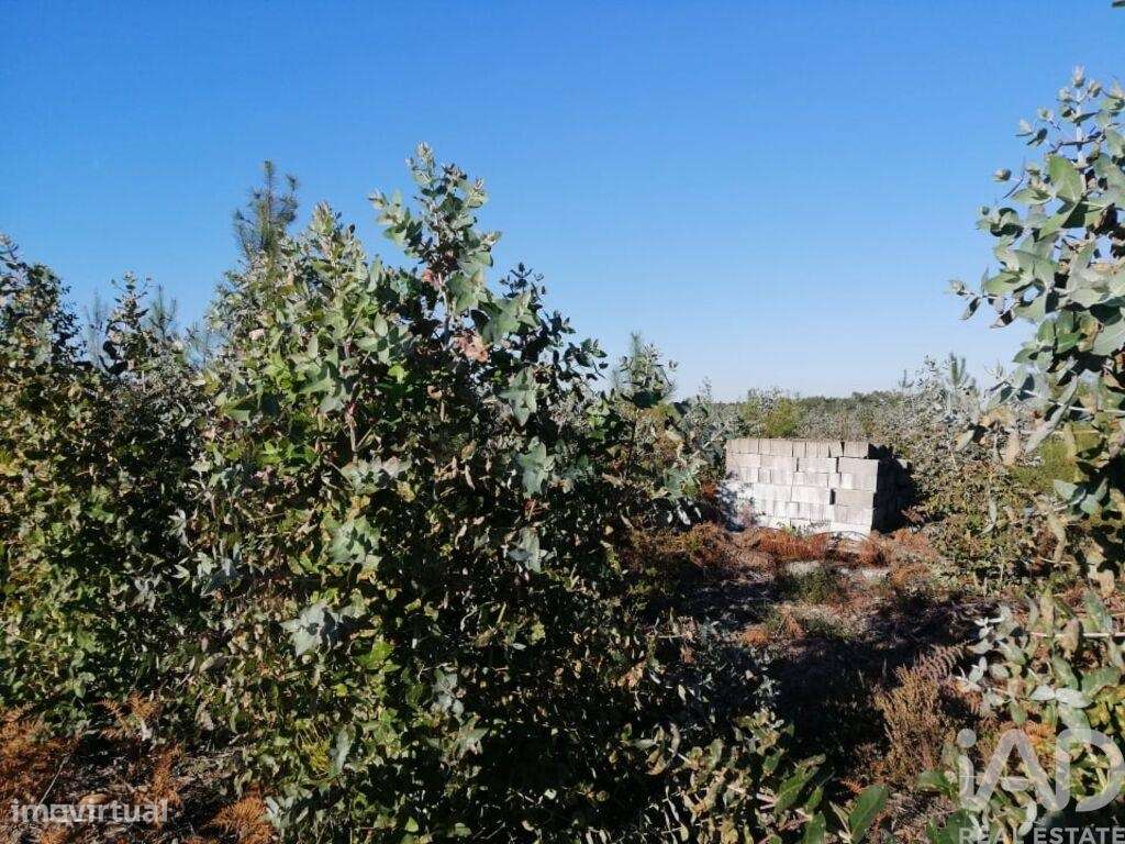 Terreno em Monte Real e Carvide de 140000,00 m2 - Grande imagem: 4/13