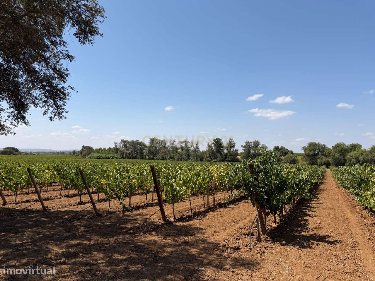 Herdade de Pandeira, Vinha e Olival em Produção em Reguengos de Monsar-28