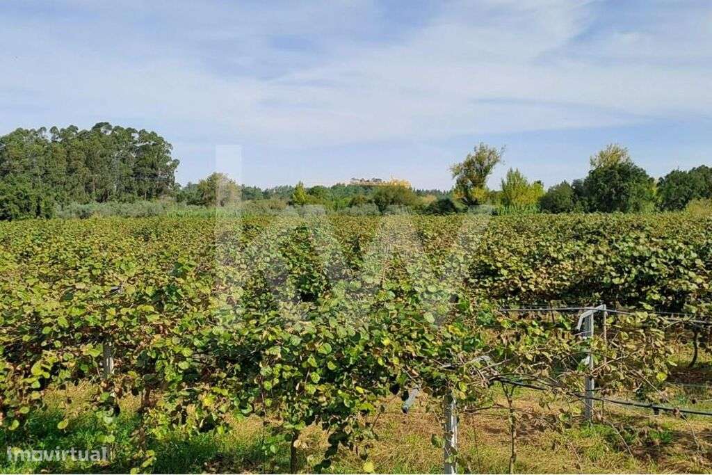 QUINTA DE 2,5 HA COM POMAR DE KIWIS, EM CANTANHEDE - Grande imagem: 1/26