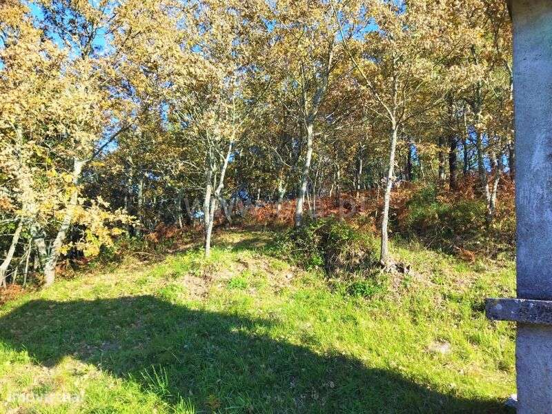 Terreno / Baião, Campelo e Ovil - Grande imagem: 4/5