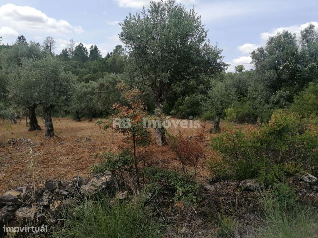 Dois terrenos rústicos com 4.074 m² - Carvalhal da Póvoa, Tomar - Grande imagem: 4/8