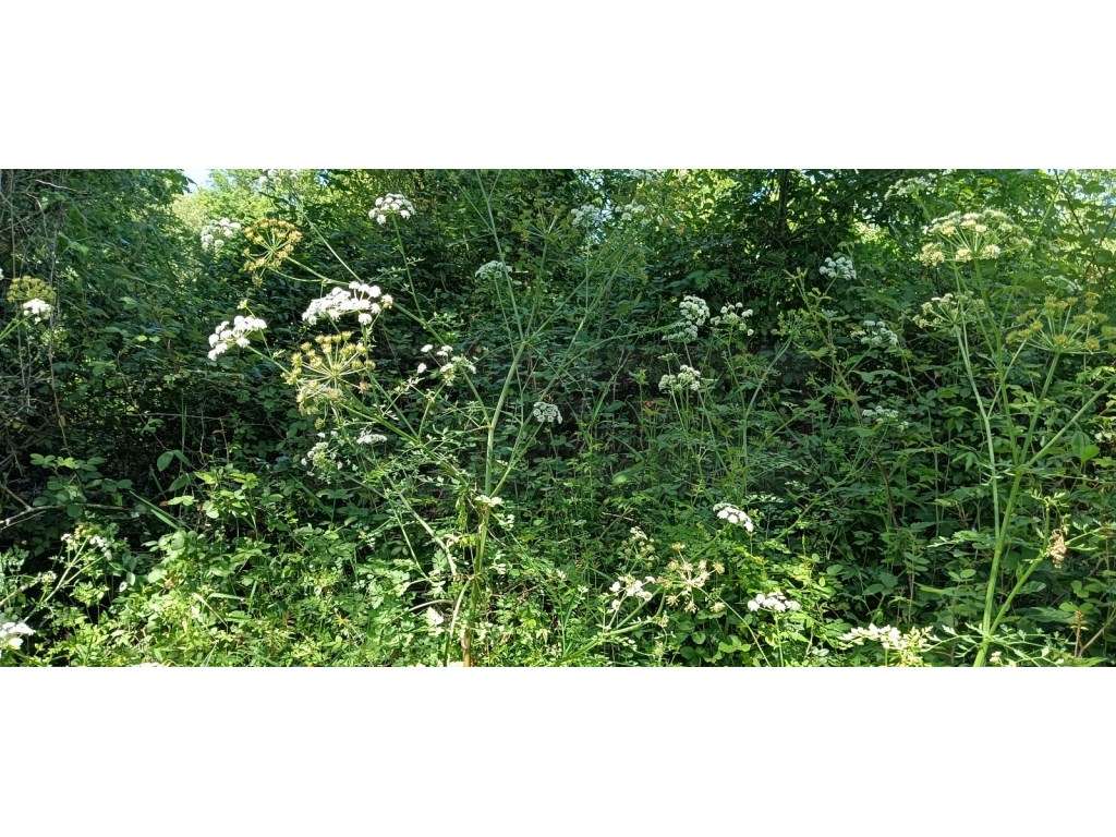 Terreno para construção - Requeixo - Grande imagem: 3/10