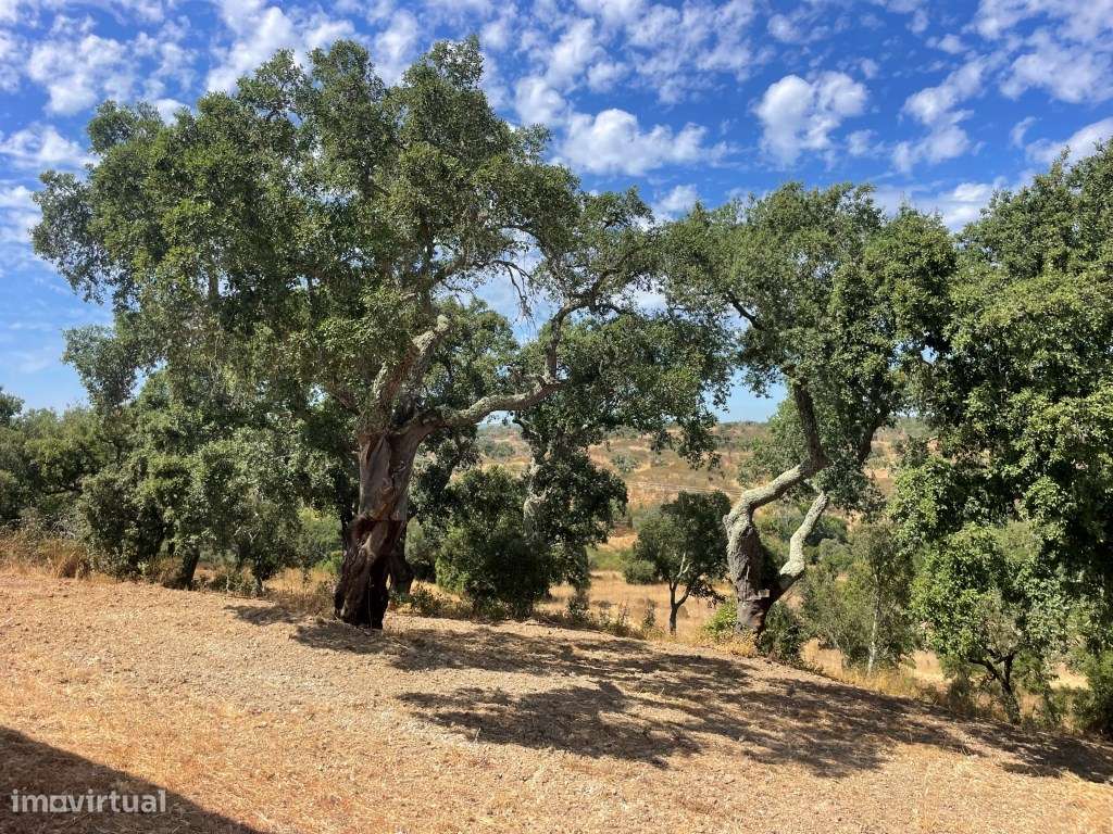 HERDADE COM 100 HECTARES E BASTANTE ARBORIZAÇÃO-42