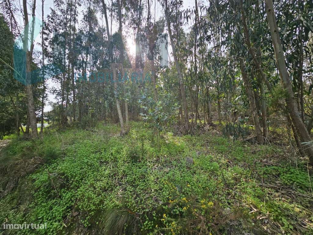 Terreno de 12.105 m2 com moradia Torres Vedras-41