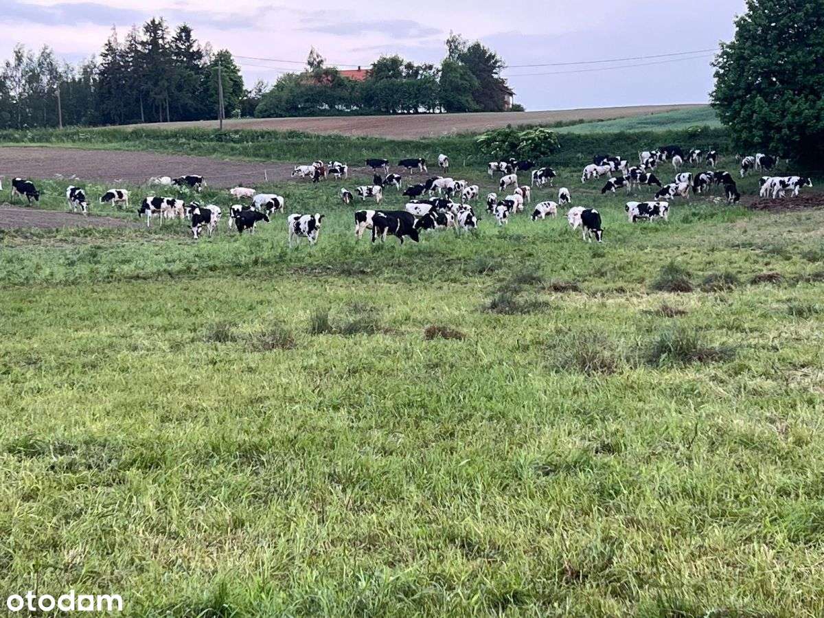 Gospodarstwo Rolne (Produkujące Mleko)-5