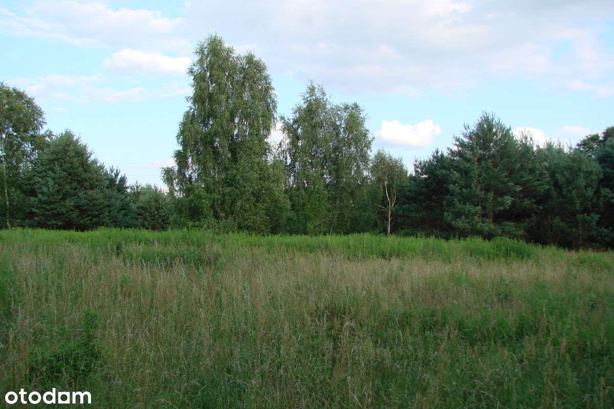 Atrakcyjna działka w lesie. - Pełny obrazek: 4/5