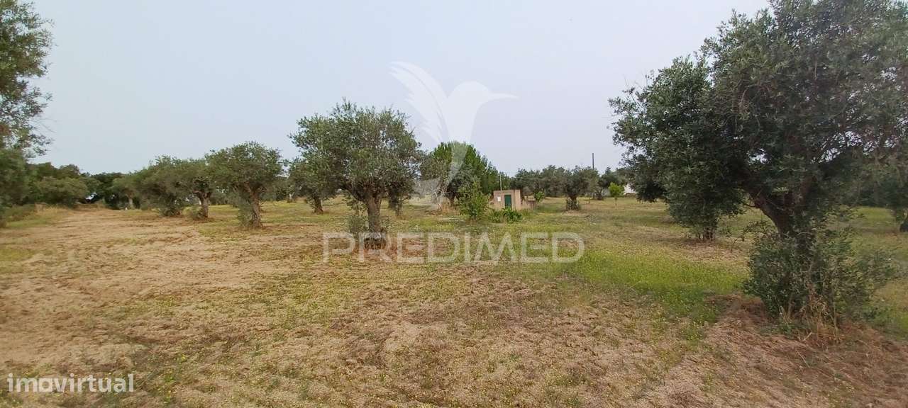 Terreno Rústico com 1,2 Ha em Nisa - Grande imagem: 4/9