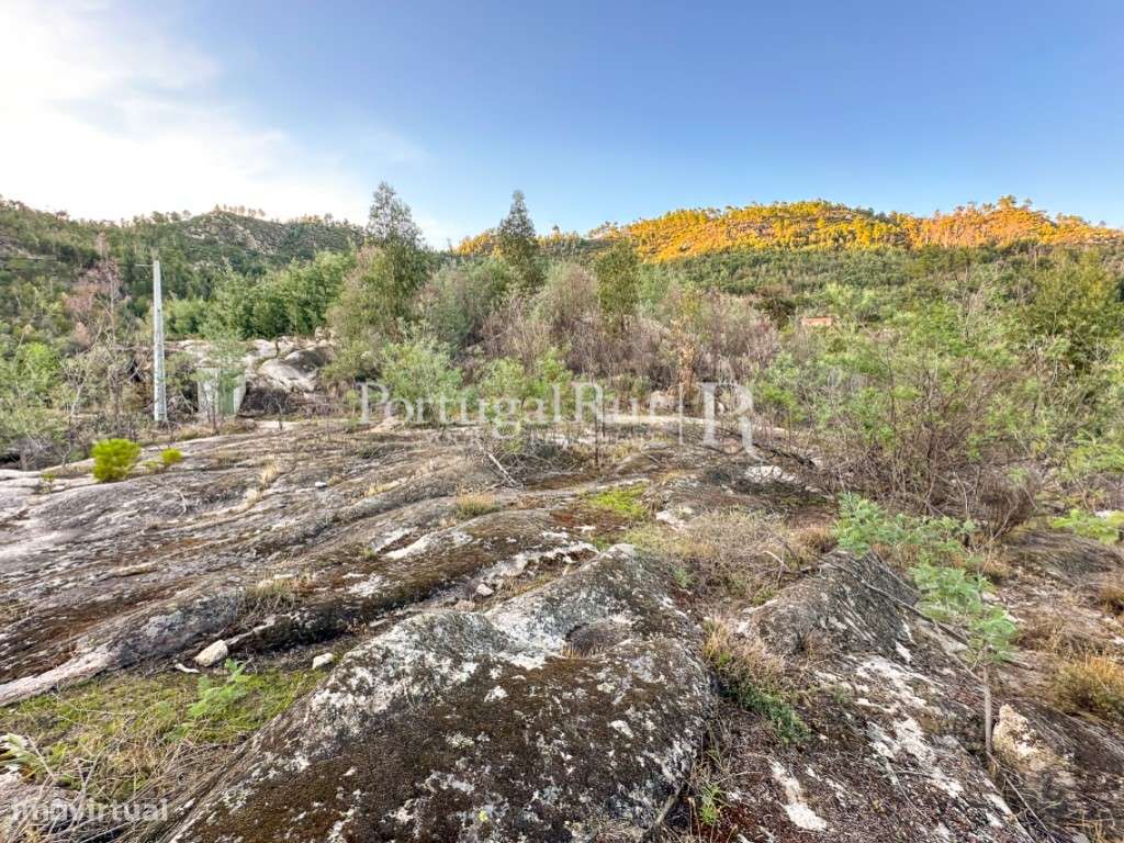 Terreno rústico com 1 hectare em Louriçal do Campo - Grande imagem: 2/12
