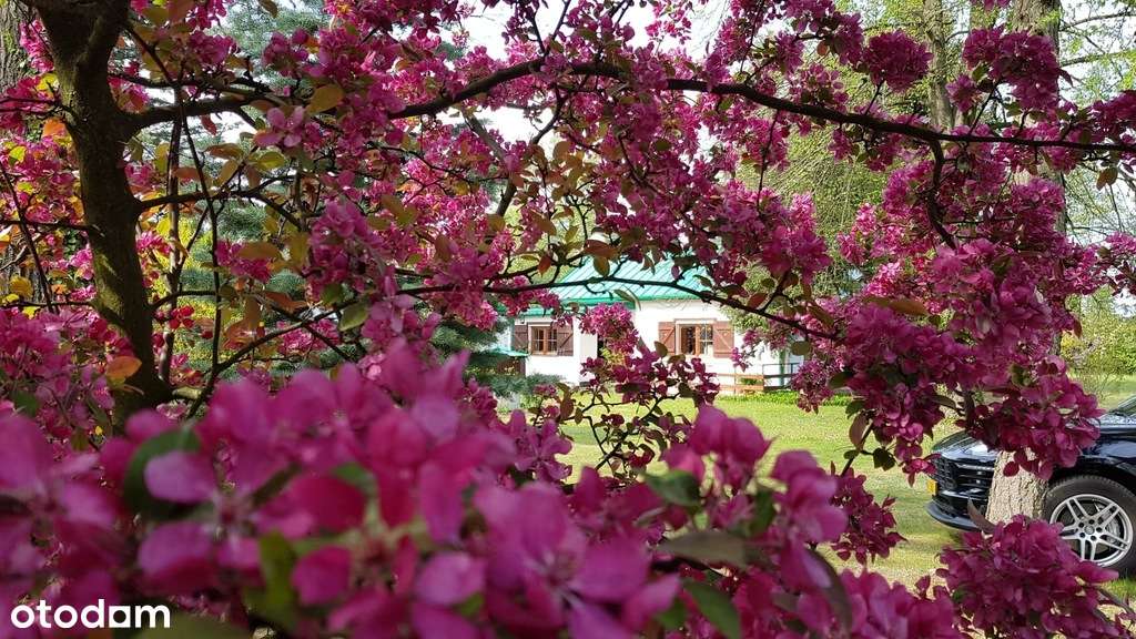 Duża zabudowana działka w Nosach-Poniatkach-13