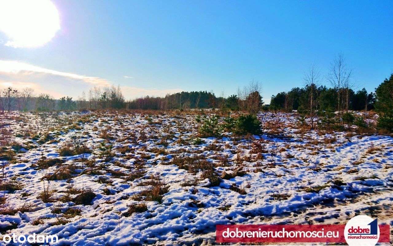 Bajeczna działka pod lasem 6100m2 Zielonczyn - Pełny obrazek: 4/6