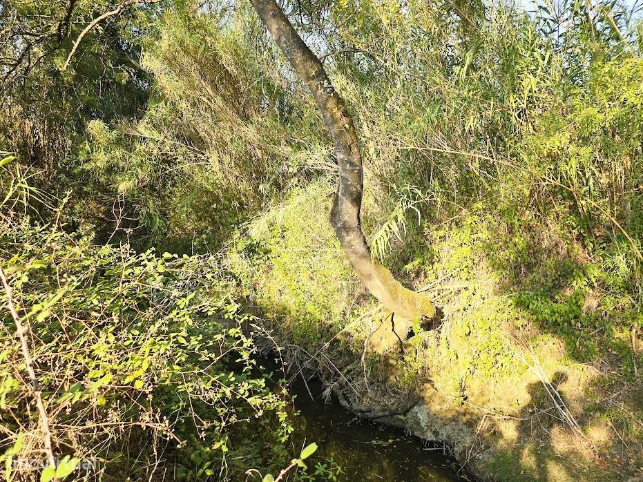 Terreno Misto  Venda em Torres Novas (São Pedro), Lapas e Ribeira Bran-9