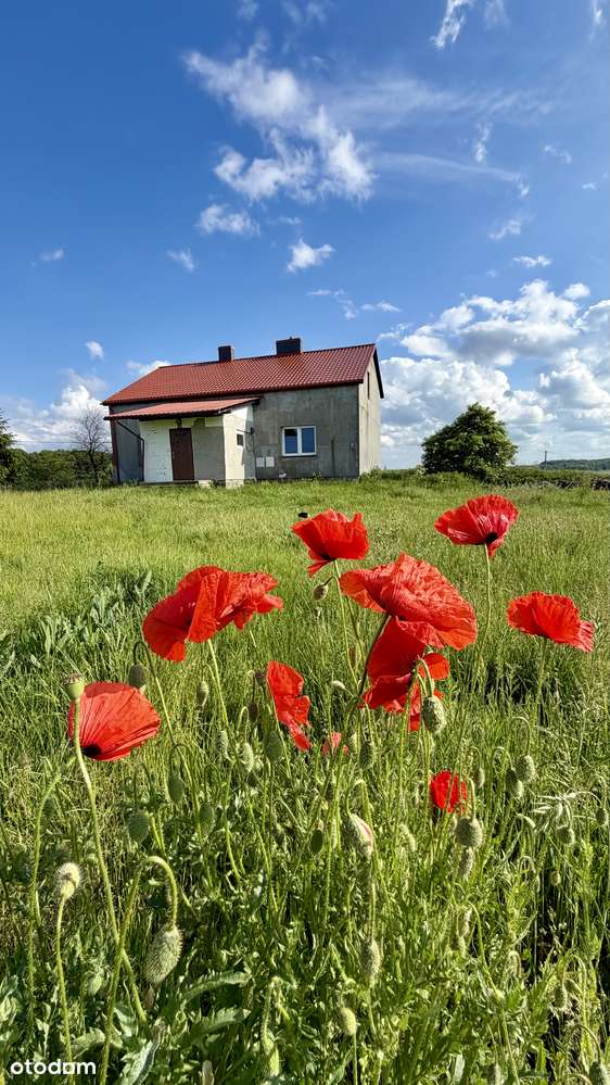 Dom na 4000 m² bez sąsiadów – cisza, jeziora i natura | Pilichowo