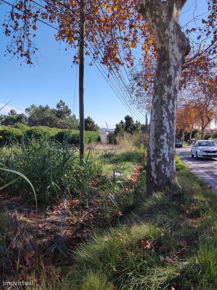 Terreno com viabilidade construção _ 905 Caldas da Rainha-14