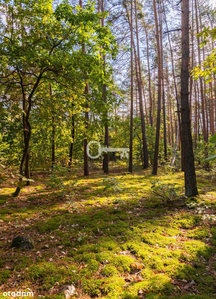 Second home lub Slowhop |Starodrzew|1h od Warszawy - Pełny obrazek: 5/20