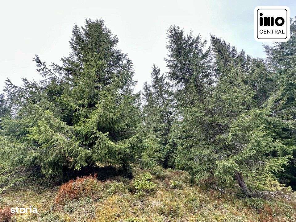 TEREN PARCELABIL, aproape de partia de ski Marisel si Crucea Iancului - Imagine principală: 4/9