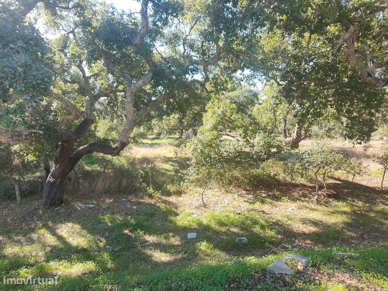 Terreno Rustico à venda em Salir - Loulé com mais de 14 hectares - Grande imagem: 4/18