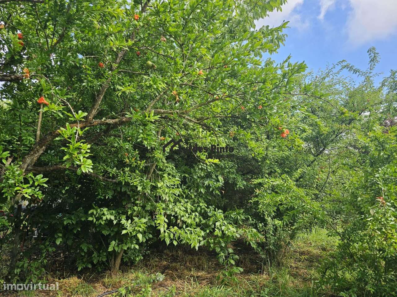 Quinta com habitação-6