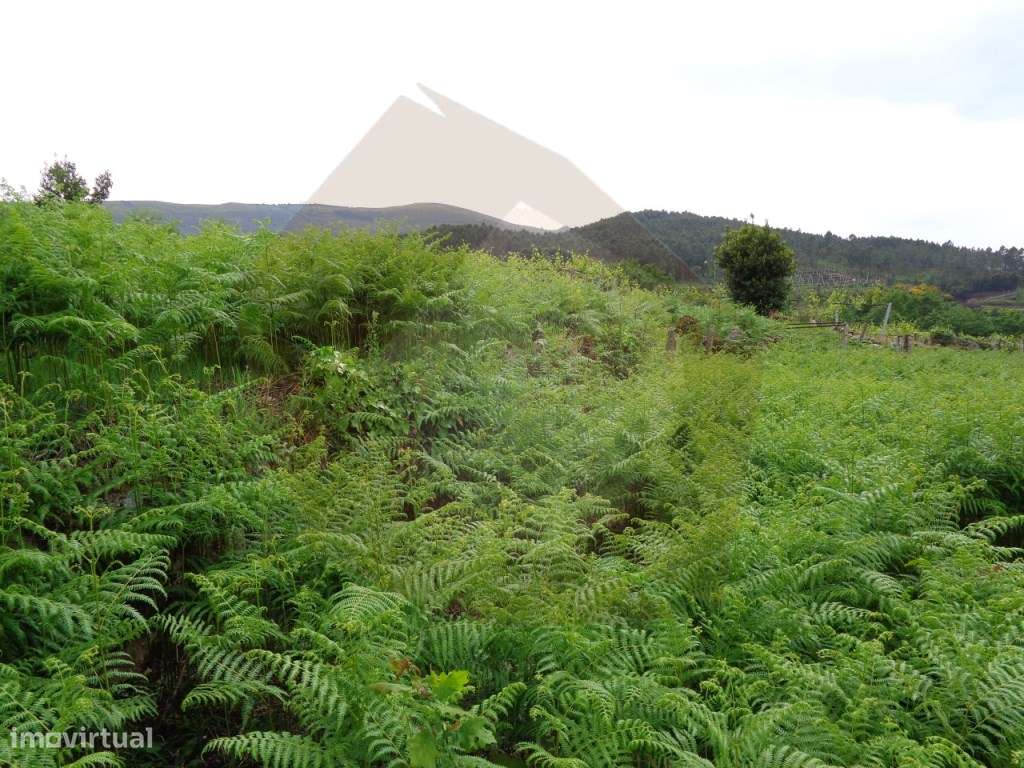 TERRENO URBANO - MELGAÇO - Grande imagem: 5/27