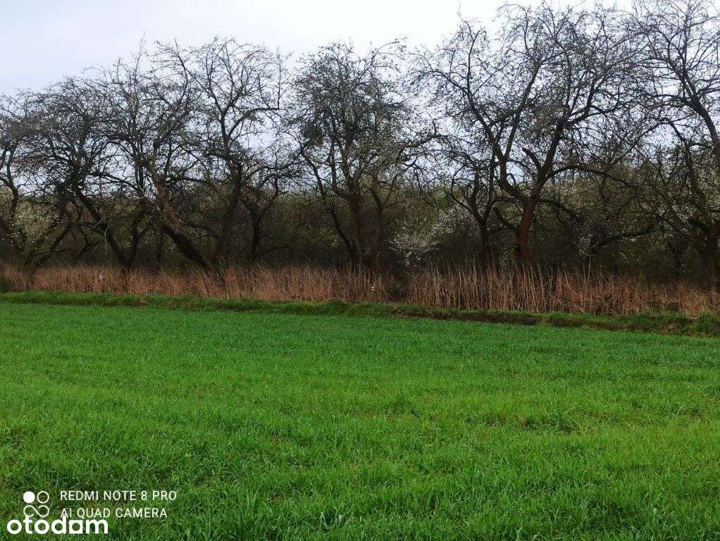 Działka Rolna 9900 M2-daszewice/mosina-5