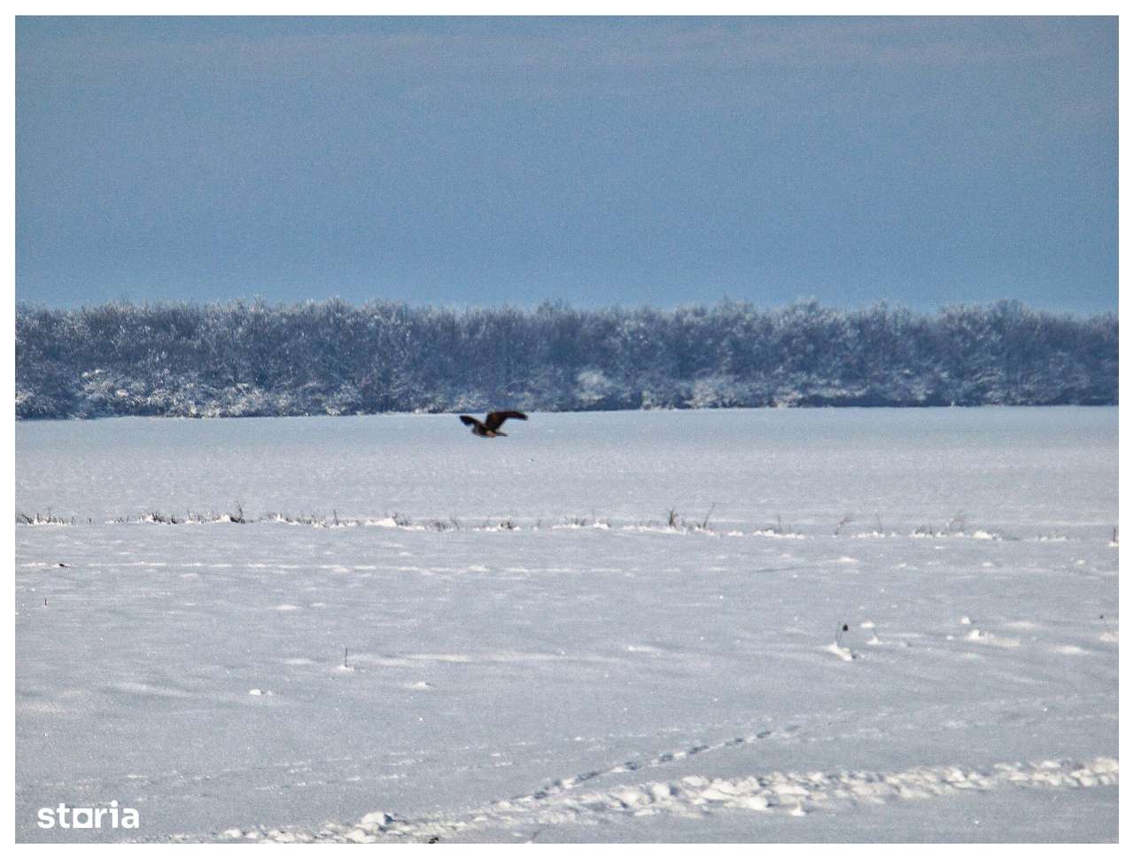 Comunitate verde, teren intravilan case – Frumușani, 13 km-A0. Superb.-14