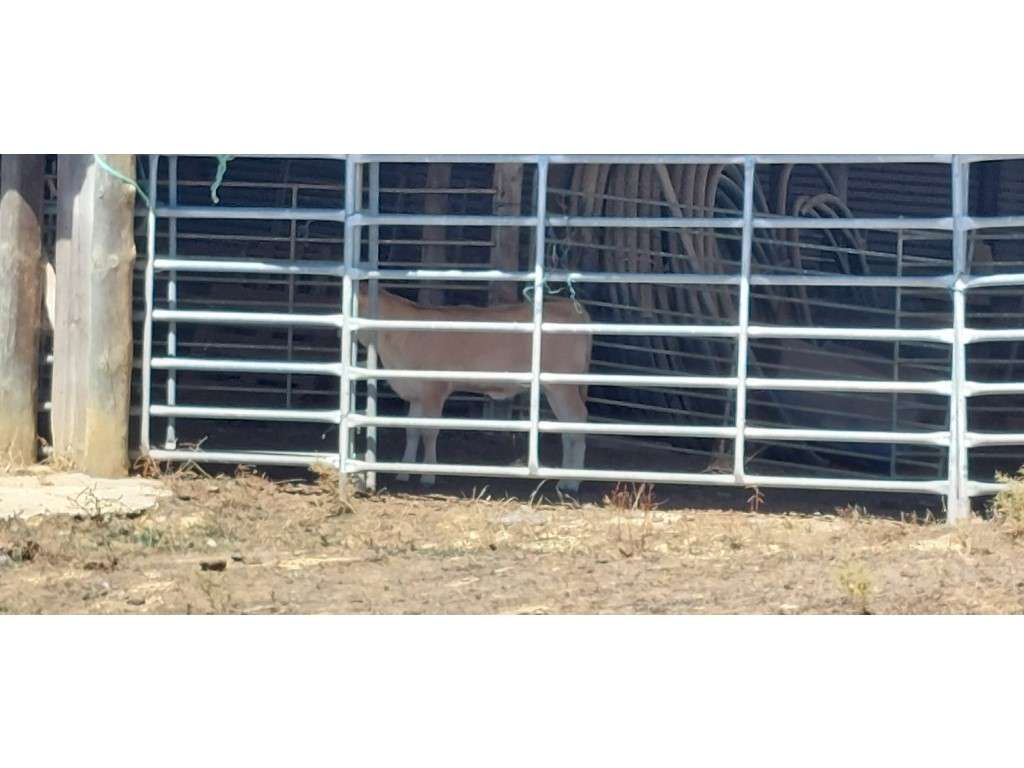 HERDADE 92 ha l Colos-36