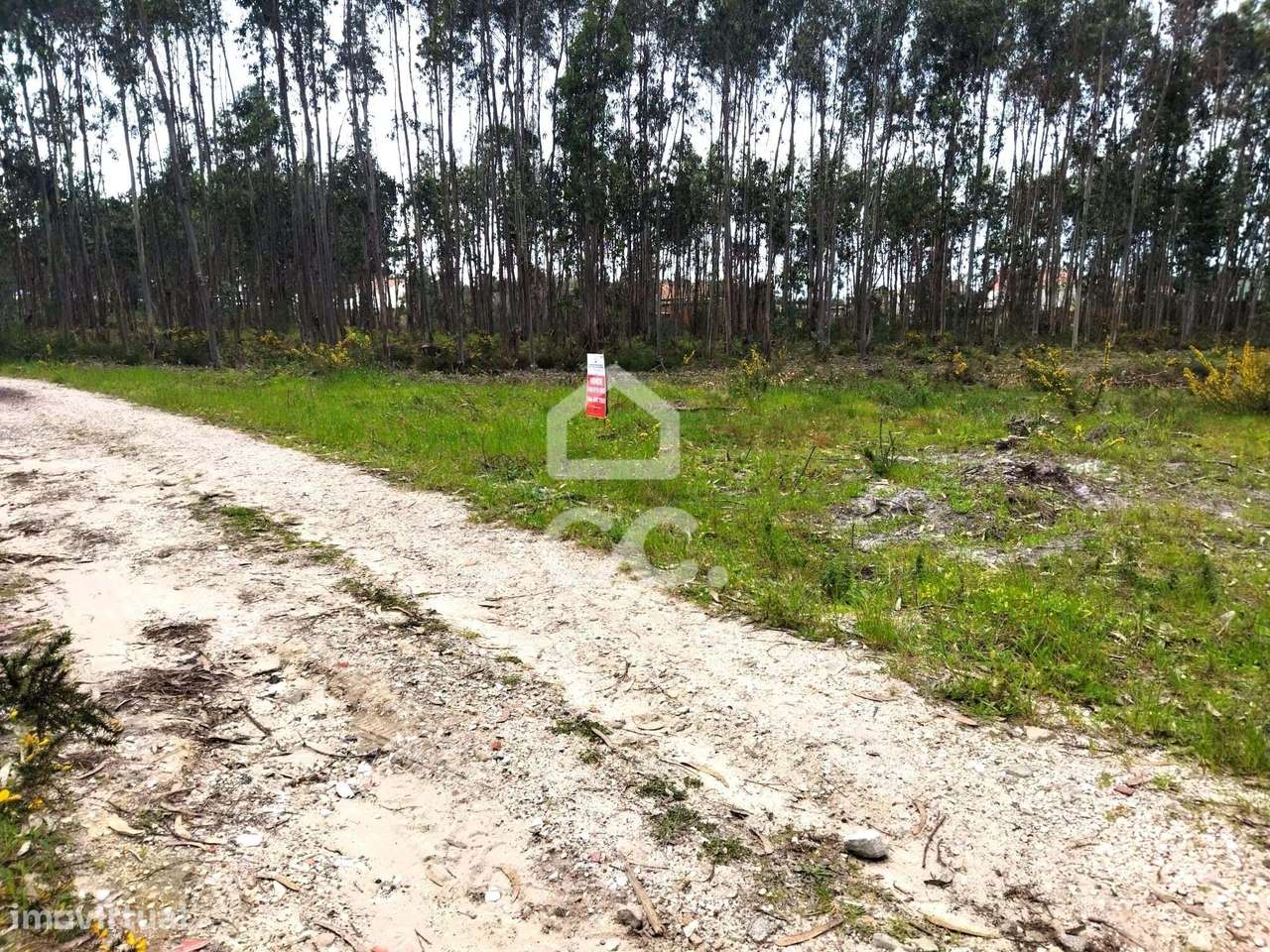 VIEIRA DE LEIRIA-------Venda global de dois terrenos com a área total - Grande imagem: 3/7